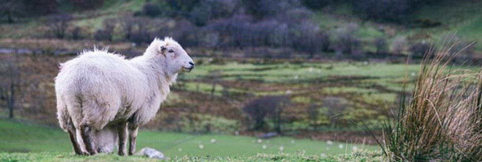 the Lord is my shepherd